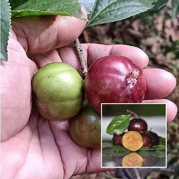 Manila_Tennis_Ball_Cherry_Cherries_Grafted_Plant_(1-2_Feet_Height)