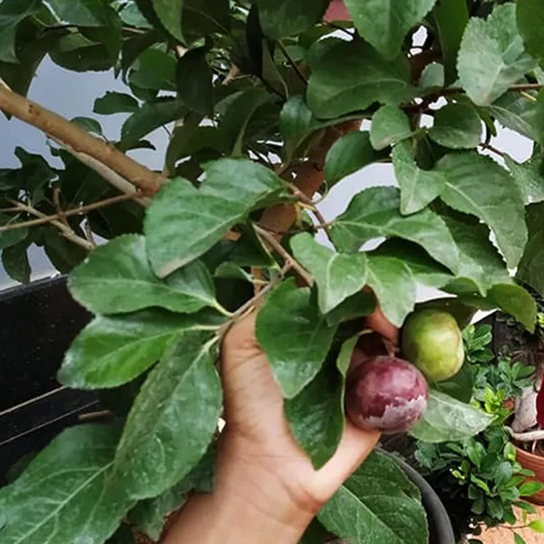 Manila_Tennis_Ball_Cherry_Cherries_Grafted_Plant_(1-2_Feet_Height)