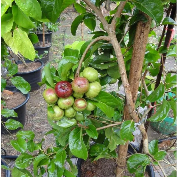 Manila_Tennis_Ball_Cherry_Cherries_Grafted_Plant_(1-2_Feet_Height)