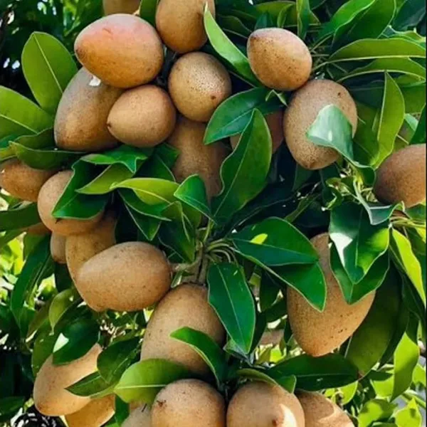 Thai_Kalapatti_Chikoo_Sapota_Grafted_Fruit_Plant_(1.5-3_Feet_Height)