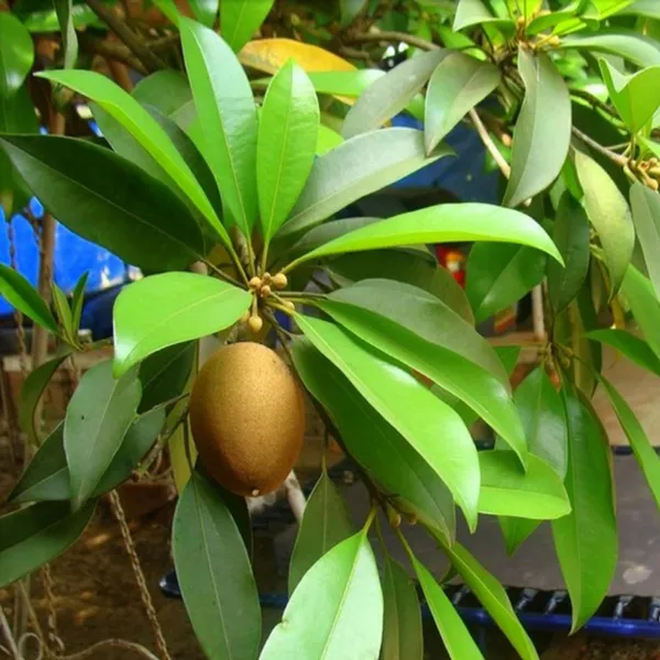 Thai_Kalapatti_Chikoo_Sapota_Grafted_Fruit_Plant_(1.5-3_Feet_Height)