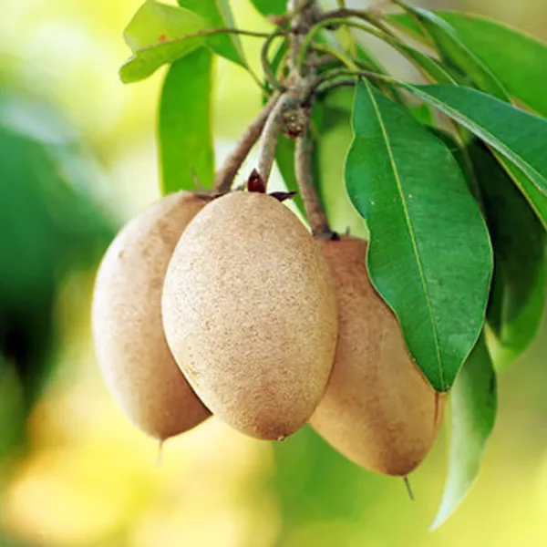 Thai_Kalapatti_Chikoo_Sapota_Grafted_Fruit_Plant_(1.5-3_Feet_Height)
