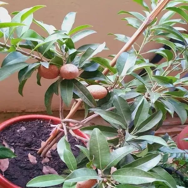 Thai_Kalapatti_Chikoo_Sapota_Grafted_Fruit_Plant_(1.5-3_Feet_Height)