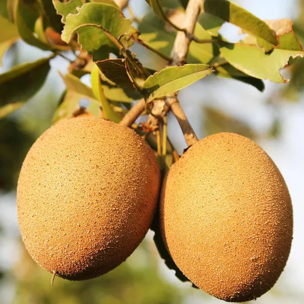 Cricket_Ball_Chikoo_Sapota_Grafted_Fruit_Plant_(1.5-3_Feet_Height)