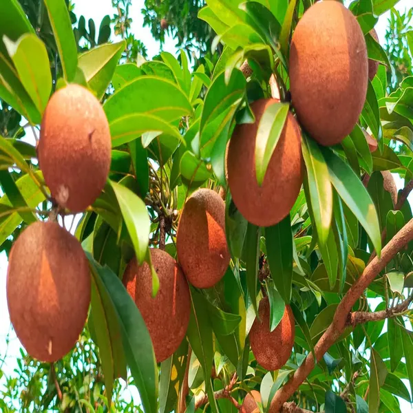 Cricket_Ball_Chikoo_Sapota_Grafted_Fruit_Plant_(1.5-3_Feet_Height)