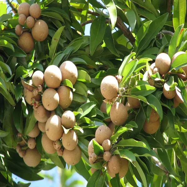 Cricket_Ball_Chikoo_Sapota_Grafted_Fruit_Plant_(1.5-3_Feet_Height)