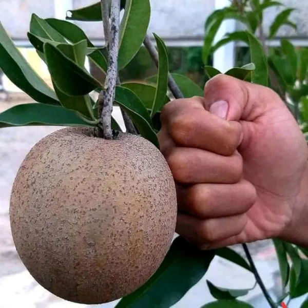 Jambo_Chikoo_Sapota_Grafted_Fruit_Plant_(1.5-3_Feet_Height)