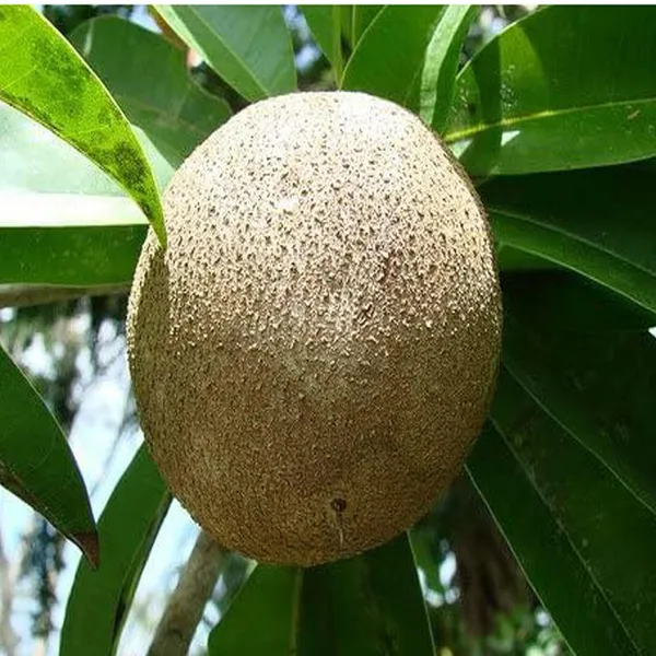 Jambo_Chikoo_Sapota_Grafted_Fruit_Plant_(1.5-3_Feet_Height)