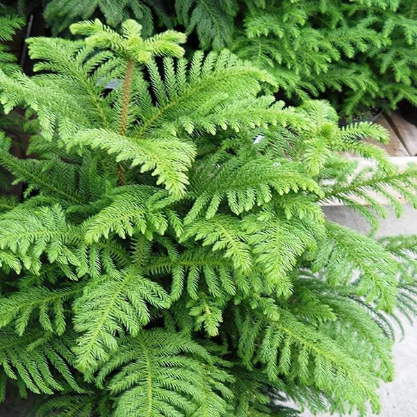 Christmas_Tree_Araucaria_Heterophylla_Jhau_Plant_(1.5-3_Feet_Height)