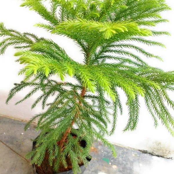 Christmas_Tree_Araucaria_Heterophylla_Jhau_Plant_(1.5-3_Feet_Height)