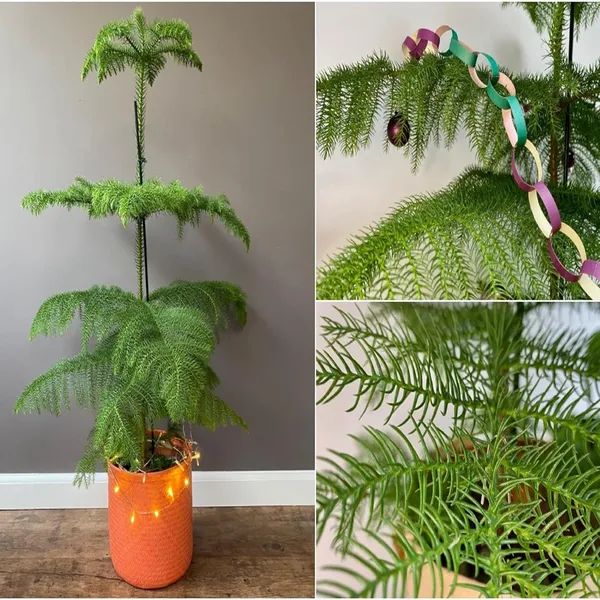 Christmas_Tree_Araucaria_Heterophylla_Jhau_Plant_(1.5-3_Feet_Height)