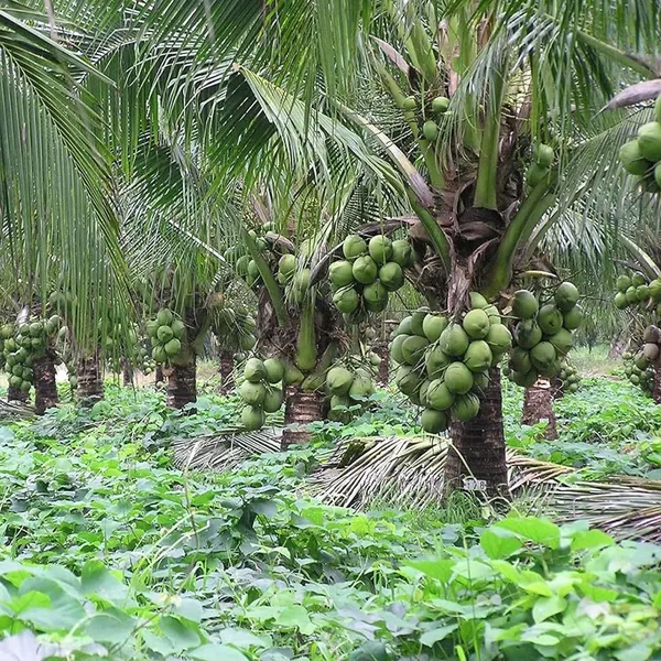 Kerala_Kalpasree_Coconut_Nariyal_Hybrid_Dwarf_Fruit_Plant_(2-4_Feet_Height)