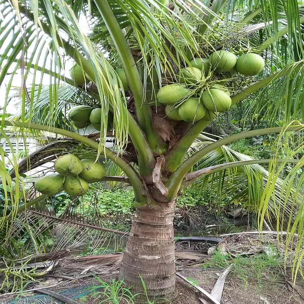 Kerala_Kalpasree_Coconut_Nariyal_Hybrid_Dwarf_Fruit_Plant_(2-4_Feet_Height)