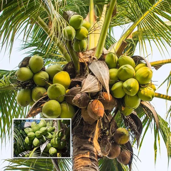 Tall_Coconut_Nariyal_Fruit_Plant_(2-4_Feet_Height)