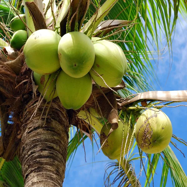 Tall_Coconut_Nariyal_Fruit_Plant_(2-4_Feet_Height)