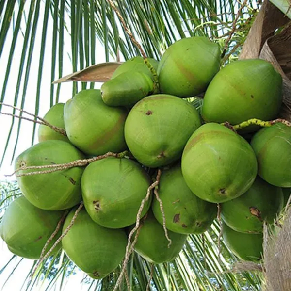 Tall_Coconut_Nariyal_Fruit_Plant_(2-4_Feet_Height)