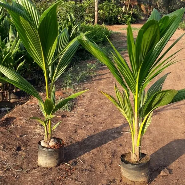 Tall_Coconut_Nariyal_Fruit_Plant_(2-4_Feet_Height)