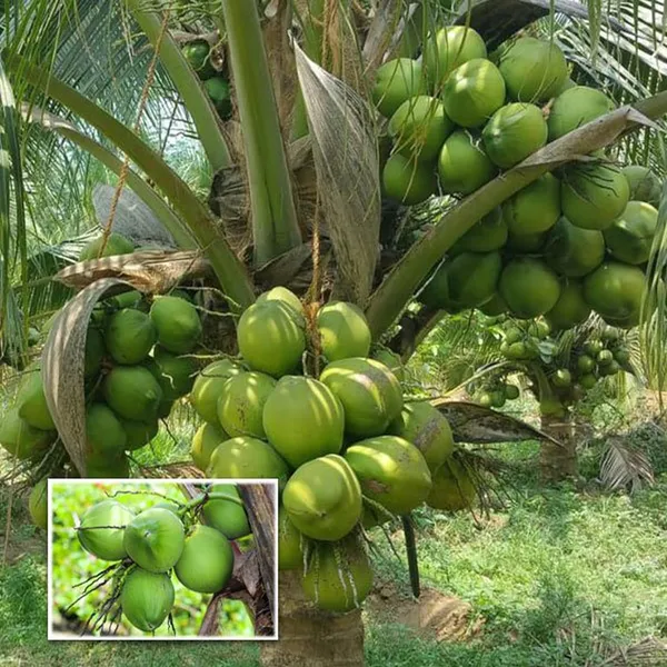 Ganga_Bondam_Coconut_Nariyal_Hybrid_Dwarf_Fruit_Plant_(2-4_Feet_Height)