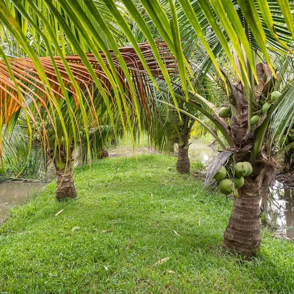 Ganga_Bondam_Coconut_Nariyal_Hybrid_Dwarf_Fruit_Plant_(2-4_Feet_Height)