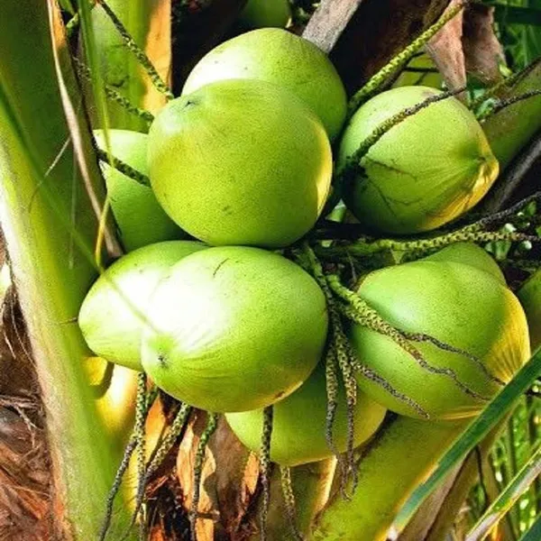 Ganga_Bondam_Coconut_Nariyal_Hybrid_Dwarf_Fruit_Plant_(2-4_Feet_Height)