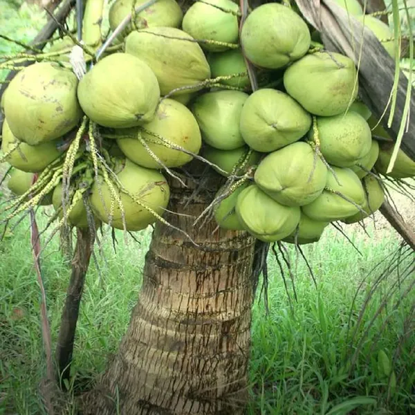 Ganga_Bondam_Coconut_Nariyal_Hybrid_Dwarf_Fruit_Plant_(2-4_Feet_Height)