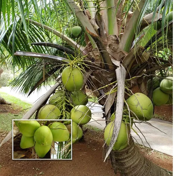Mekong_Delta_Vietnam_Coconut_Nariyal_Hybrid_Dwarf_Fruit_Plant_(2-4_Feet_Height)