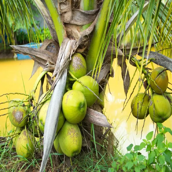 Mekong_Delta_Vietnam_Coconut_Nariyal_Hybrid_Dwarf_Fruit_Plant_(2-4_Feet_Height)