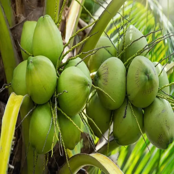 Mekong_Delta_Vietnam_Coconut_Nariyal_Hybrid_Dwarf_Fruit_Plant_(2-4_Feet_Height)