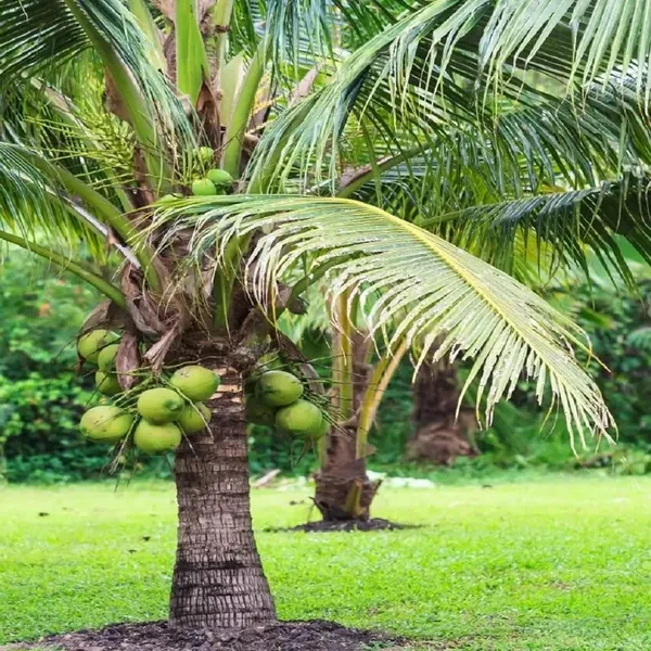 Mekong_Delta_Vietnam_Coconut_Nariyal_Hybrid_Dwarf_Fruit_Plant_(2-4_Feet_Height)