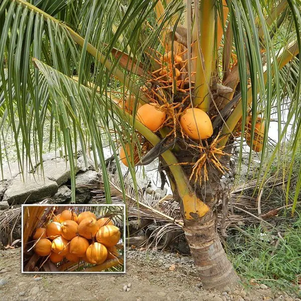D_X_T_Orange_Coconut_Nariyal_Hybrid_Dwarf_Fruit_Plant_(2-4_Feet_Height)