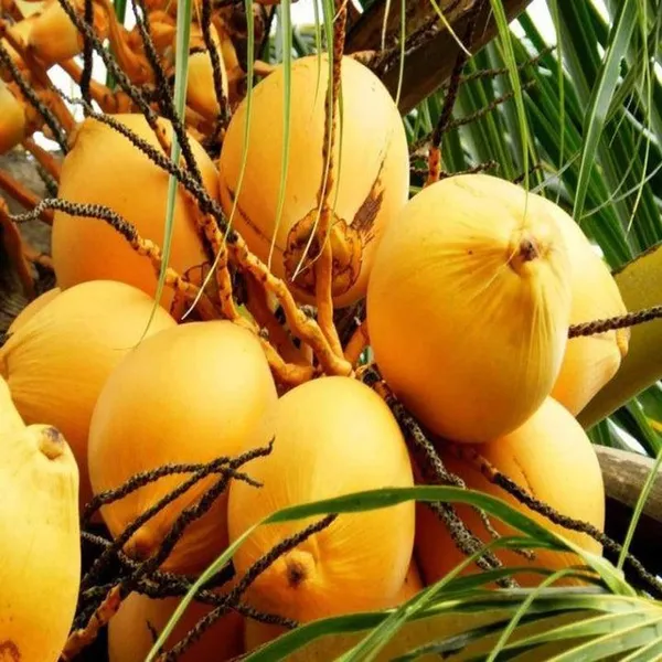 D_X_T_Orange_Coconut_Nariyal_Hybrid_Dwarf_Fruit_Plant_(2-4_Feet_Height)