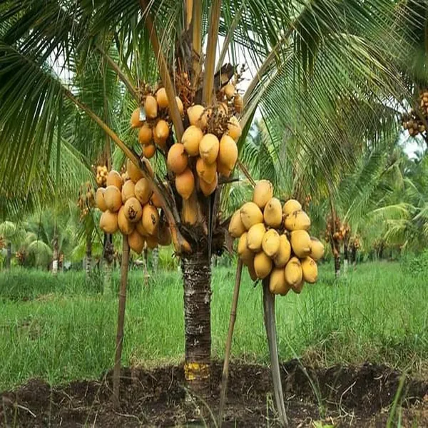 D_X_T_Orange_Coconut_Nariyal_Hybrid_Dwarf_Fruit_Plant_(2-4_Feet_Height)