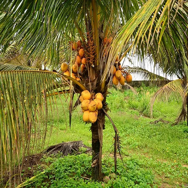 D_X_T_Orange_Coconut_Nariyal_Hybrid_Dwarf_Fruit_Plant_(2-4_Feet_Height)