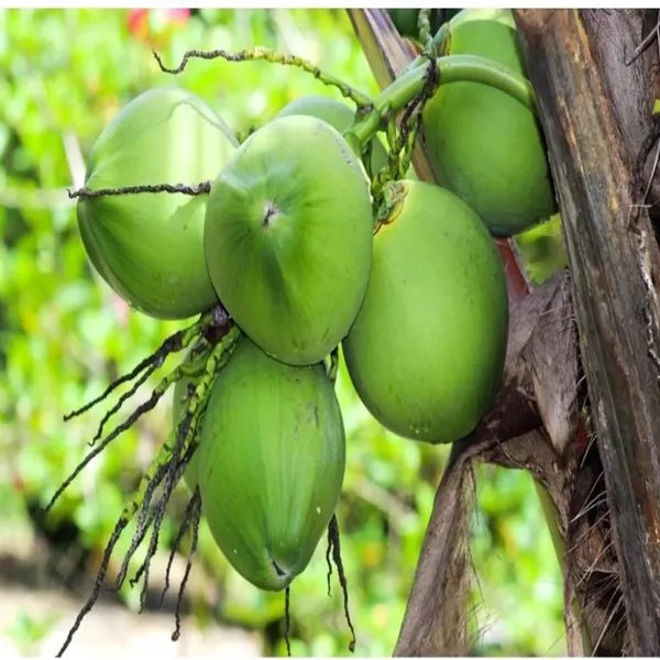 D_X_T_Coconut_Nariyal_Hybrid_Dwarf_Fruit_Plant_(2-4_Feet_Height)