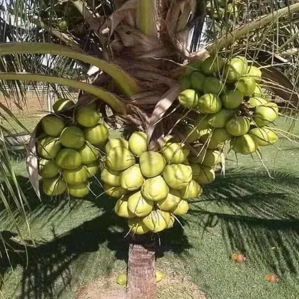 D_X_T_Coconut_Nariyal_Hybrid_Dwarf_Fruit_Plant_(2-4_Feet_Height)