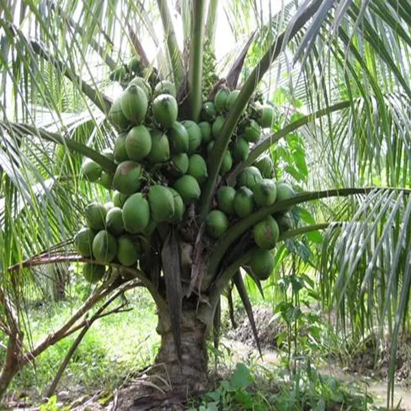 D_X_T_Coconut_Nariyal_Hybrid_Dwarf_Fruit_Plant_(2-4_Feet_Height)
