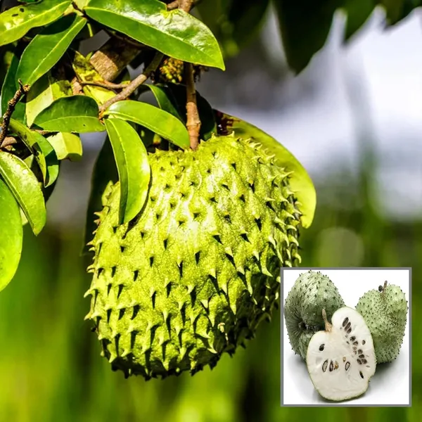 Corossol_Sour_Soup_Lakshman_Phal_Fruit_Plant_(1.5-3_Feet_Height)