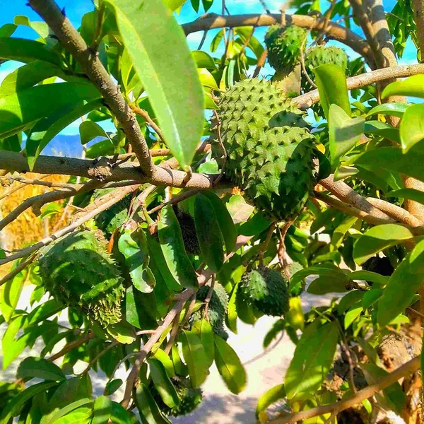 Corossol_Sour_Soup_Lakshman_Phal_Fruit_Plant_(1.5-3_Feet_Height)