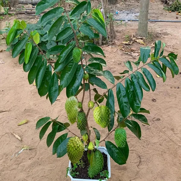 Corossol_Sour_Soup_Lakshman_Phal_Fruit_Plant_(1.5-3_Feet_Height)