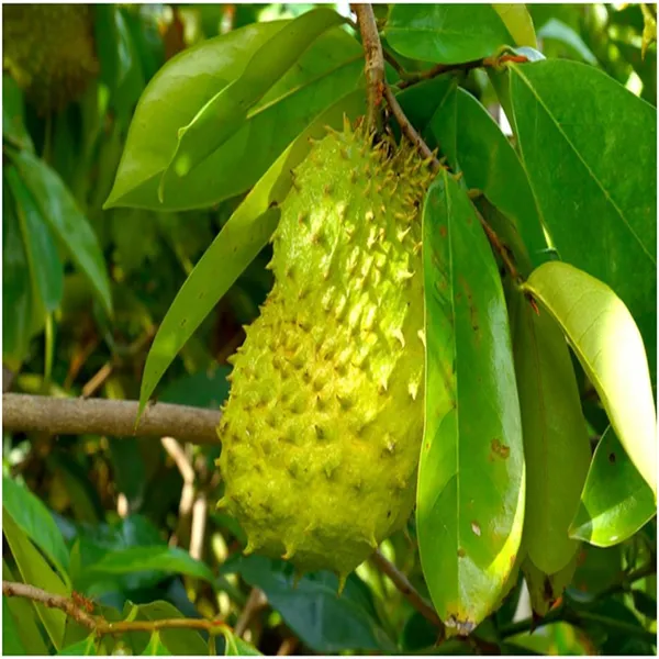 Corossol_Sour_Soup_Lakshman_Phal_Fruit_Plant_(1.5-3_Feet_Height)