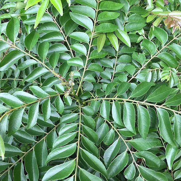Curry_Leaves_Kadi_Patta_Murraya_Koenigii_Meetha_Neem_Plant_(1-2_Feet_Height)