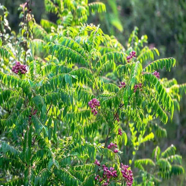 Curry_Leaves_Kadi_Patta_Murraya_Koenigii_Meetha_Neem_Plant_(1-2_Feet_Height)