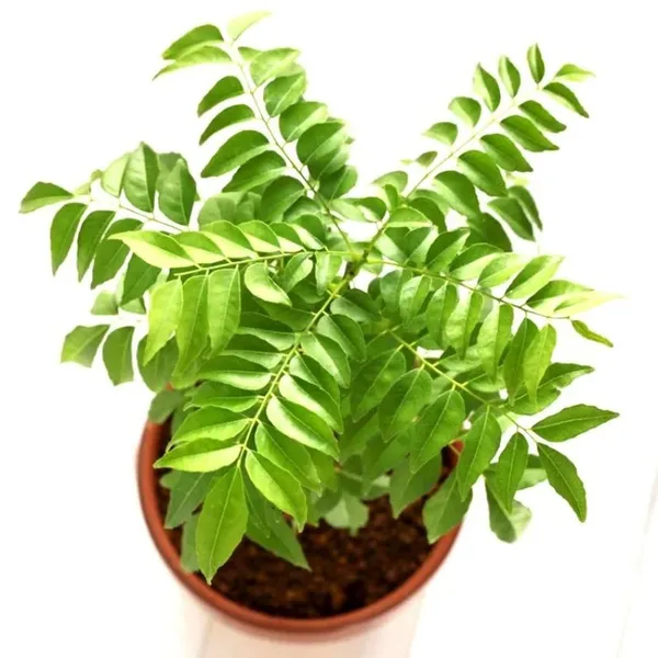 Curry_Leaves_Kadi_Patta_Murraya_Koenigii_Meetha_Neem_Plant_(1-2_Feet_Height)