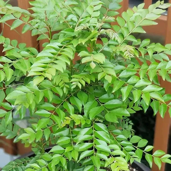 Curry_Leaves_Kadi_Patta_Murraya_Koenigii_Meetha_Neem_Plant_(1-2_Feet_Height)