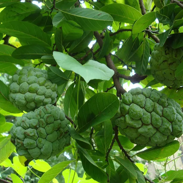 Balanagar_Custard_Apple_Sugar_Apple_Sitafal_Ata_Grafted_Fruit_Plant_(1.5-3_Feet_Height)
