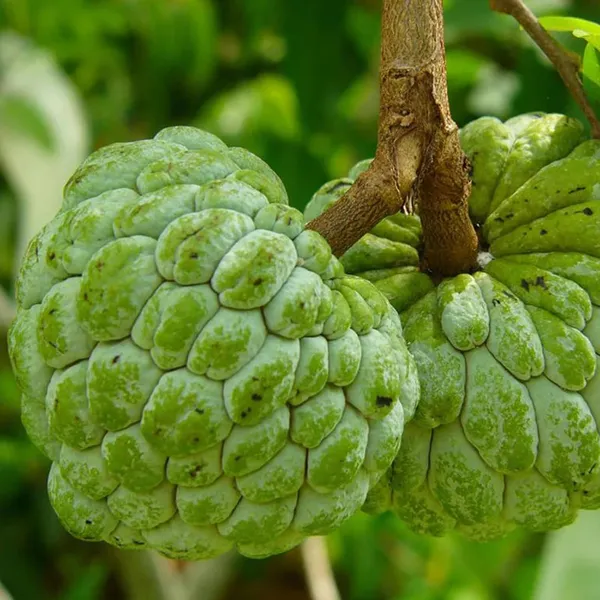 Balanagar_Custard_Apple_Sugar_Apple_Sitafal_Ata_Grafted_Fruit_Plant_(1.5-3_Feet_Height)