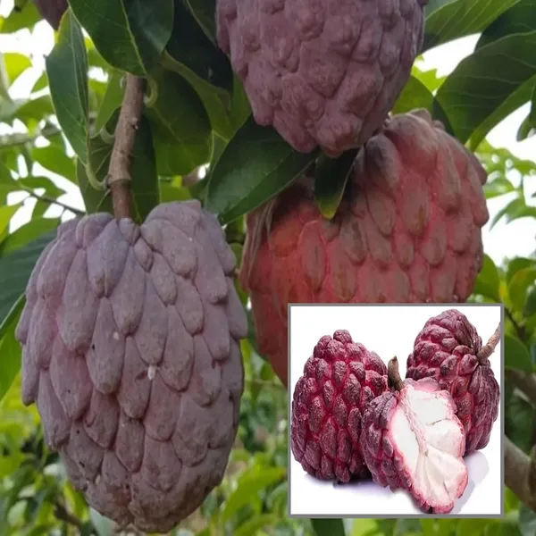 Red_Custard_Apple_Sugar_Apple_Sitafal_Ata_Grafted_Fruit_Plant_(1.5-3_Feet_Height)