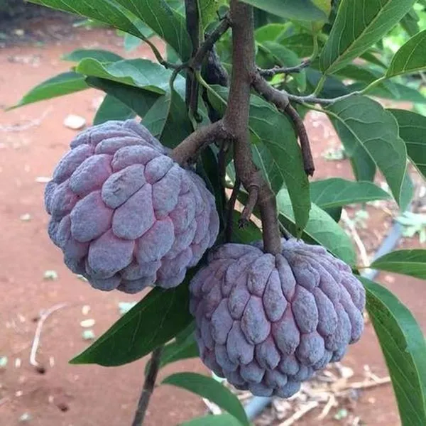 Red_Custard_Apple_Sugar_Apple_Sitafal_Ata_Grafted_Fruit_Plant_(1.5-3_Feet_Height)