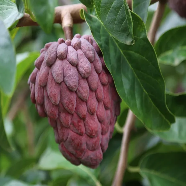 Red_Custard_Apple_Sugar_Apple_Sitafal_Ata_Grafted_Fruit_Plant_(1.5-3_Feet_Height)