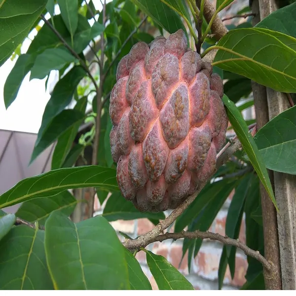 Red_Custard_Apple_Sugar_Apple_Sitafal_Ata_Grafted_Fruit_Plant_(1.5-3_Feet_Height)